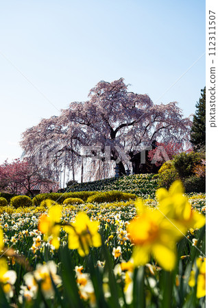 金比羅櫻花的春天景色 112311507