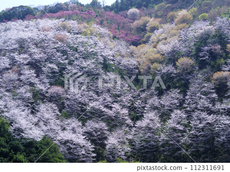 滿山遍植的野櫻花，蔚為壯觀。 112311691