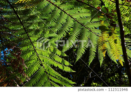 Fern leaves background Fern leaves background 112311946
