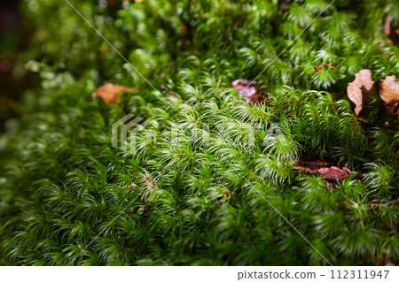 Moss layer closeup Moss layer closeup 112311947