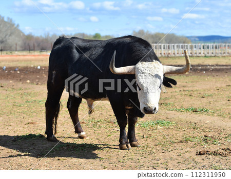 spanish bull with big horns in a spanish cattle raising spanish bull with big horns in a spanish cattle raising 112311950