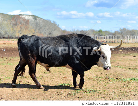 spanish bull with big horns in a spanish cattle raising spanish bull with big horns in a spanish cattle raising 112311951