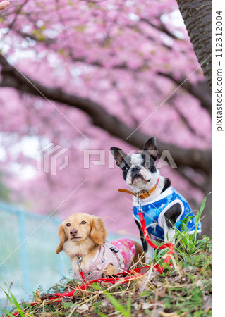 波士頓梗犬和臘腸犬在河床上行走 112312004