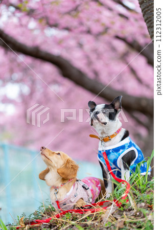 波士頓梗犬和臘腸犬在河床上行走 112312005