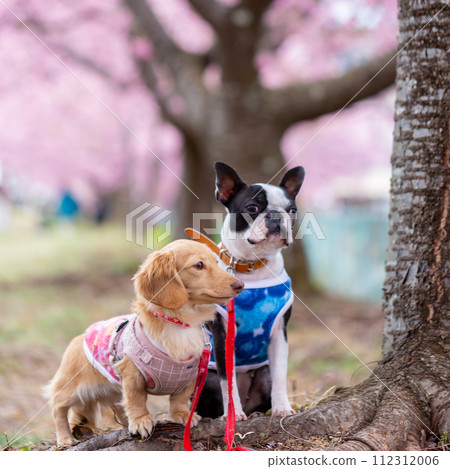 波士頓梗犬和臘腸犬在河床上行走 112312006