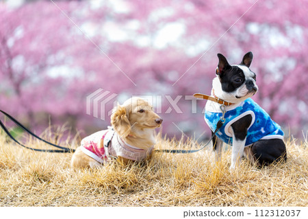 Boston terrier and dachshund walking on the bank 112312037