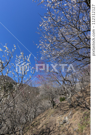 Plum blossom Plum blossom 112312127