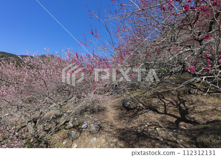 Plum blossom  112312131
