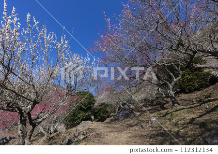 梅花 112312134