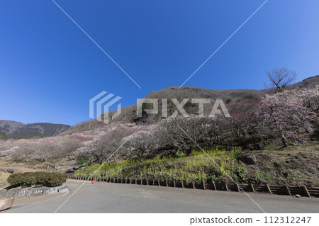 梅花和油菜花 梅花和油菜花 112312247