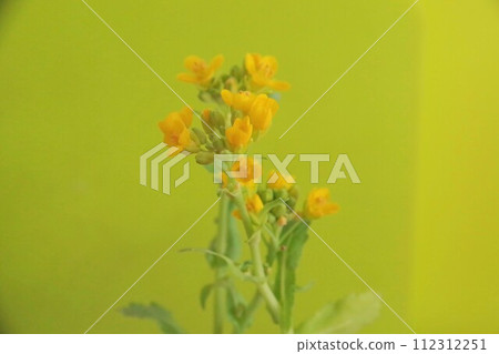Turnip flowers Turnip flowers 112312251