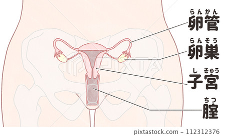 從正面看子宮的位置 - 簡單易懂的日文插圖 112312376