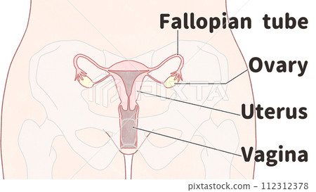 從正面看子宮的位置 - 簡單易懂的英文插圖 從正面看子宮的位置 - 簡單易懂的英文插圖 112312378