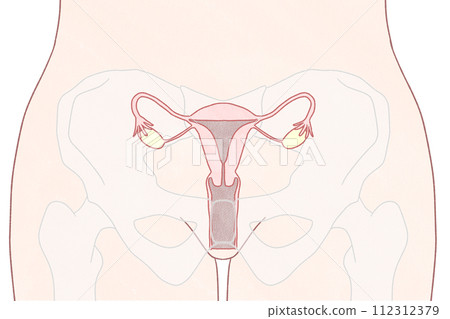 從正面看子宮位置的簡單易懂圖解 從正面看子宮位置的簡單易懂圖解 112312379