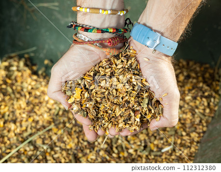 From above of male hands stable worker carrying diet muesli with herbs and grains for horse feeding indoors From above of male hands stable worker carrying diet muesli with herbs and grains for horse feeding indoors 112312380
