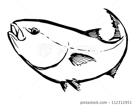 Yellowtail yellowtail illustration 112312951