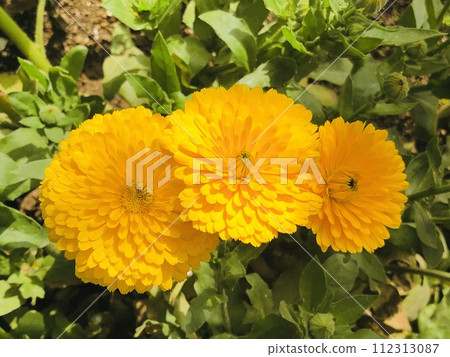Three calendula flowers blooming in a row 112313087