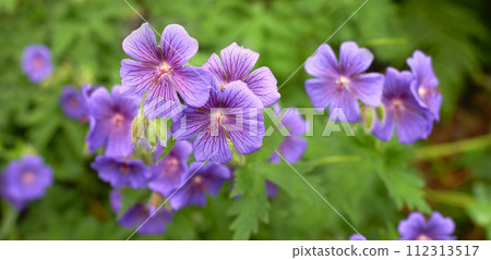 Flower, leaves and plant in garden or nature for environment and geography on earth for backyard outdoor. Growth, greenery and stem in spring for floral, ecology and natural for blossom and bloom 112313517