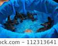 The green turtle is freed and is entering the sea. 112313641