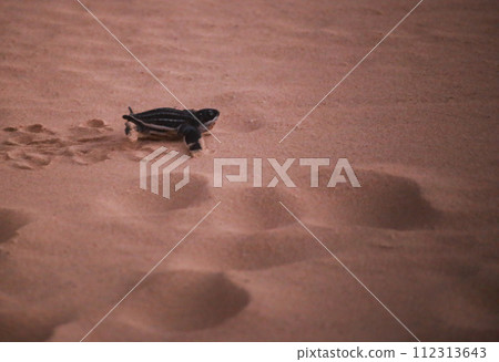 The green turtle is freed and is entering the sea. The green turtle is freed and is entering the sea. 112313643
