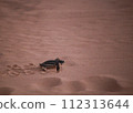 baby black leatherback turtle crawling into the sea in the evening 112313644