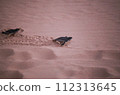 baby black leatherback turtle crawling into the sea in the evening 112313645