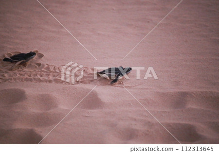 baby black leatherback turtle crawling into the sea in the evening baby black leatherback turtle crawling into the sea in the evening 112313645