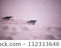 baby black leatherback turtle crawling into the sea in the evening 112313646