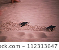baby black leatherback turtle crawling into the sea in the evening 112313647