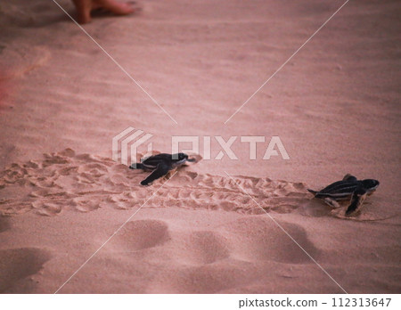baby black leatherback turtle crawling into the sea in the evening baby black leatherback turtle crawling into the sea in the evening 112313647