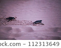baby black leatherback turtle crawling into the sea in the evening 112313649