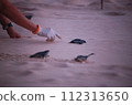 baby black leatherback turtle crawling into the sea in the evening 112313650