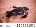 baby black leatherback turtle crawling into the sea in the evening 112313651