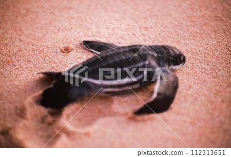 baby black leatherback turtle crawling into the sea in the evening baby black leatherback turtle crawling into the sea in the evening 112313651