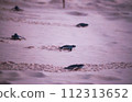 baby black leatherback turtle crawling into the sea in the evening 112313652