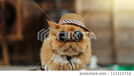 Cat, sunglasses and outdoor in pet clothes with style, fashion and funny in city, street or road. Ginger kitten, animal and comic with dark glasses, style and backyard to protect eyes from sunshine 112313718
