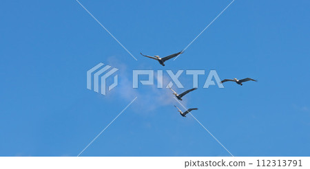 Formation, freedom and group of birds on blue sky together, animals in migration flight and travel in air. Nature, wings and flock flying with calm clouds, tropical summer and wildlife with feathers Formation, freedom and group of birds on blue sky together, animals in migration flight and travel in air. Nature, wings and flock flying with calm clouds, tropical summer and wildlife with feathers 112313791