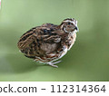 Quail 112314364