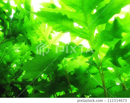 Plants, growth and strawberry leaves for farming, agriculture or nature background in harvesting season. Closeup of fruit leaf with water drops for sustainability, green or eco friendly gardening 112314673