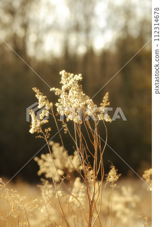 Flowers, plant and autumn outdoor in forest, environment and nature in rural South Africa. Grassland, ecosystem and botany by trees, woods and countryside for peace, zen and relaxation in Cape Town Flowers, plant and autumn outdoor in forest, environment and nature in rural South Africa. Grassland, ecosystem and botany by trees, woods and countryside for peace, zen and relaxation in Cape Town 112314678