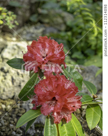 The world's largest stone camphor flower 112314898