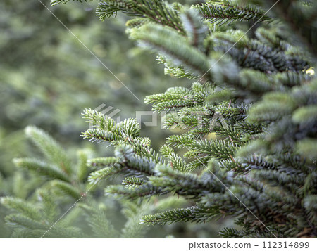 Red-faced pine Red-faced pine 112314899