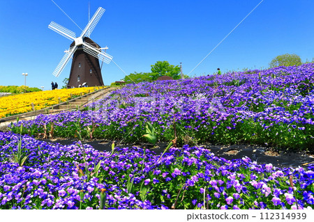 [Osaka Prefecture] Flower Expo Memorial Park Tsurumi Ryokuchi Windmill Hill (Viola) 112314939