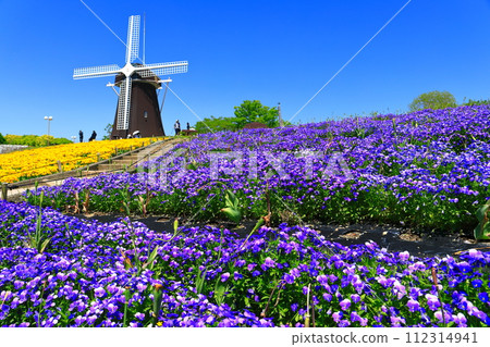 [Osaka Prefecture] Flower Expo Memorial Park Tsurumi Ryokuchi Windmill Hill (Viola) 112314941