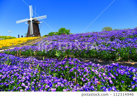 [Osaka Prefecture] Flower Expo Memorial Park Tsurumi Ryokuchi Windmill Hill (Viola) 112314946