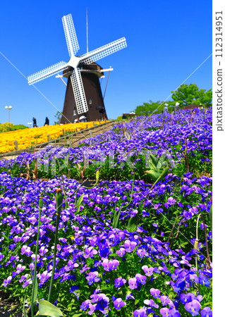 [Osaka Prefecture] Flower Expo Memorial Park Tsurumi Ryokuchi Windmill Hill (Viola) 112314951