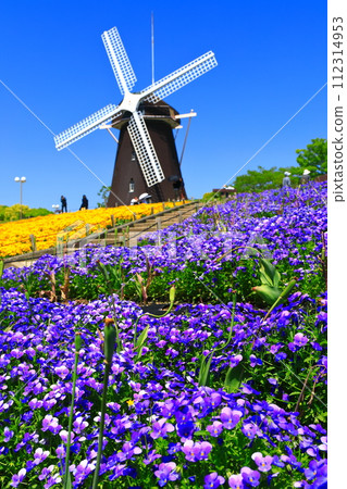 [Osaka Prefecture] Flower Expo Memorial Park Tsurumi Ryokuchi Windmill Hill (Viola) 112314953
