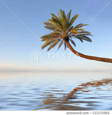 Summer, resort and tree in nature of sea in location in environment, plant and water for tropical. Outdoor, Seoul and peace in beach, island and climate calm with coconut leaves and scenic 112315063