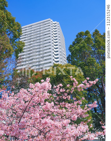 (Tokyo) Early blooming cherry blossoms and tower apartment at Odaiba Seaside Park 112315246