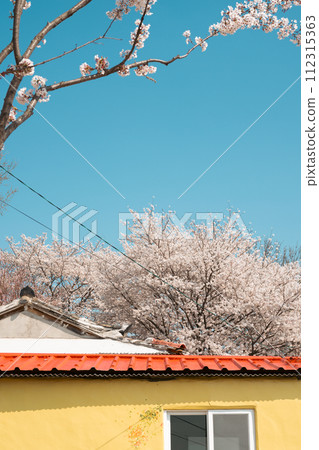 Cherry blossoms house in Miryang, Korea Cherry blossoms house in Miryang, Korea 112315363